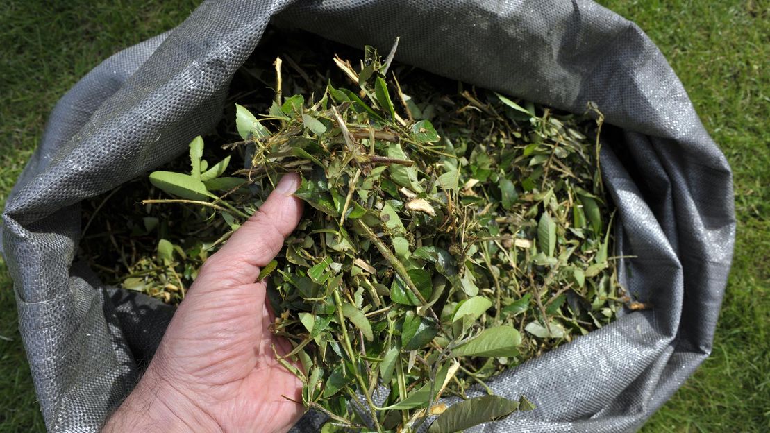 A large bag of garden waste that is being disposed of